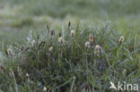 Voorjaarszegge (Carex caryophyllea) 