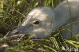 Wilde Zwaan (Cygnus cygnus)