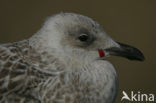 Zilvermeeuw (Larus argentatus)