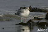 Zilvermeeuw (Larus argentatus)