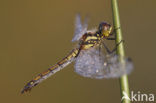 Zwarte heidelibel (Sympetrum danae)