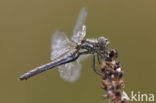 Zwarte heidelibel (Sympetrum danae)