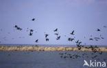 Aalscholver (Phalacrocorax carbo)