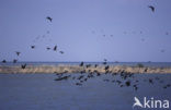 Aalscholver (Phalacrocorax carbo)