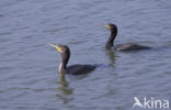 Aalscholver (Phalacrocorax carbo)