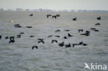 Aalscholver (Phalacrocorax carbo)