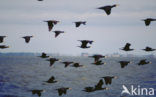 Aalscholver (Phalacrocorax carbo)