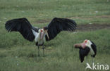 Afrikaanse Maraboe (Leptoptilos crumeniferus)