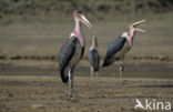 Afrikaanse Maraboe (Leptoptilos crumeniferus)