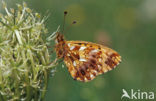 Akkerparelmoervlinder (Boloria dia)