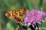 Akkerparelmoervlinder (Boloria dia)