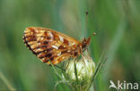 Akkerparelmoervlinder (Boloria dia)