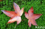 Amberboom (Liquidambar styraciflua)