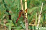 Bandheidelibel (Sympetrum pedemontanum) 