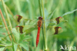 Bandheidelibel (Sympetrum pedemontanum) 