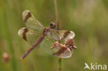 Bandheidelibel (Sympetrum pedemontanum) 