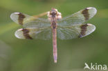 Bandheidelibel (Sympetrum pedemontanum) 