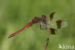 Bandheidelibel (Sympetrum pedemontanum) 