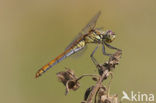 Bloedrode heidelibel (Sympetrum sanguineum)