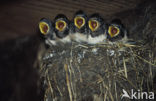 Boerenzwaluw (Hirundo rustica) 