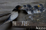 Boerenzwaluw (Hirundo rustica) 