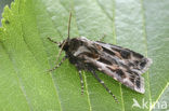 Bonte worteluil (Agrotis vestigialis)