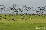 Brandgans (Branta leucopsis)