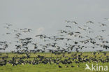 Brandgans (Branta leucopsis)