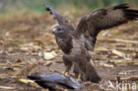 Buizerd (Buteo buteo)