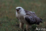 Buizerd (Buteo buteo)