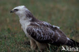 Buizerd (Buteo buteo)