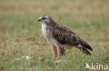 Buizerd (Buteo buteo)