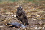 Buizerd (Buteo buteo)