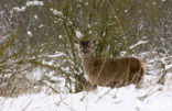 Edelhert (Cervus elaphus)