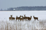 Edelhert (Cervus elaphus)