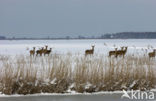 Edelhert (Cervus elaphus)