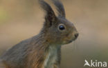 Eekhoorn (Sciurus vulgaris)