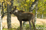 Eland (Alces alces)