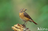 Gekraagde Roodstaart (Phoenicurus phoenicurus)