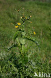 Gekroesde melkdistel (Sonchus asper)