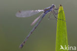 Gewone pantserjuffer (Lestes sponsa)