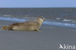 Gewone zeehond (Phoca vitulina) 