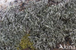 Gewoon kusttakmos (Ramalina siliquosa) 