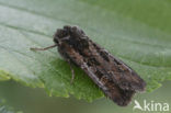 Graanworteluil (Euxoa tritici)