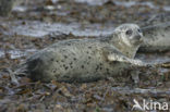 Grijze zeehond