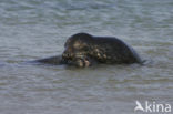 Grijze zeehond