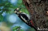 Grote Bonte Specht (Dendrocopos major)