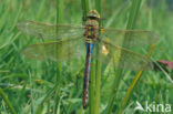 Grote keizerlibel (Anax imperator)