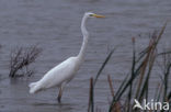 Grote zilverreiger (Casmerodius albus)