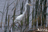 Grote zilverreiger (Casmerodius albus)